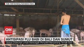 VIDEO: Antisipasi Flu Babi di Bali & Sumut