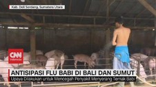 VIDEO: Antisipasi Flu Babi di Bali & Sumut