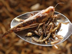 Makan Belalang Jadi Cara Ampuh Atasi Wabah Belalang di Afrika Timur