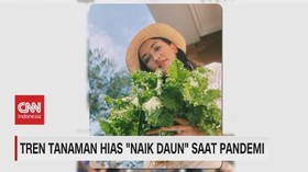 VIDEO: Tren Tanaman Hias 'Naik Daun' Saat Pandemi