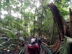 Mitos Hutan Pasarean: Berani Ambil Pohon Bakal Didatangi Maung