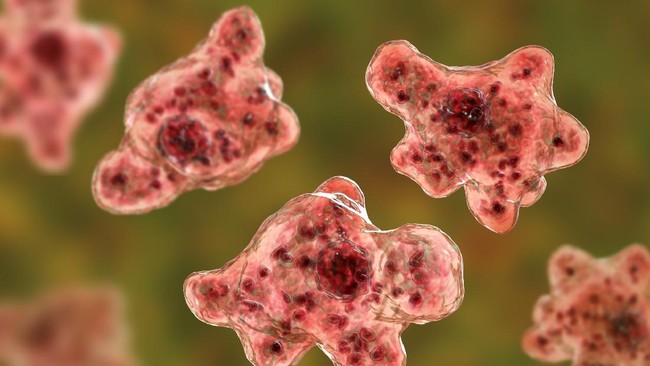 Kasus kematian akibat amoeba pemakan otak ditemukan di Korea Selatan. Apa sebetulnya amoeba itu?