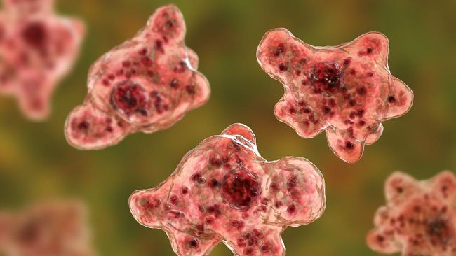 Brain-eating amoeba infection, naegleriasis. Trophozoite, infectious form of the parasite Naegleria fowleri, 3D illustration