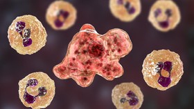 Kasus Amoeba Pemakan Otak Diduga karena Bilas Hidung dengan Air Keran