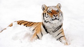 Penjaga Kebun Binatang Swiss Tewas Diterkam Harimau Siberia