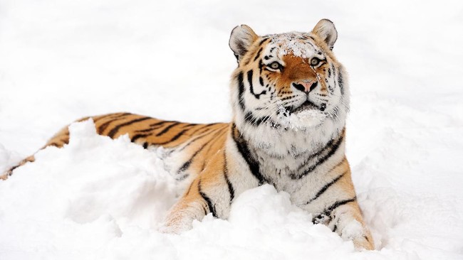 a siberian tiger lying  in the snow