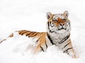Penjaga Kebun Binatang Swiss Tewas Diterkam Harimau Siberia