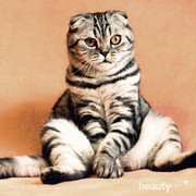 Anti Gagal, Berikut 5 Tips Kawinkan Kucing Hingga Berhasil