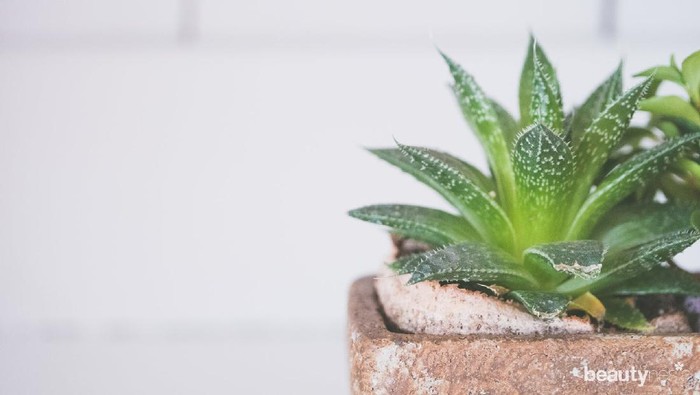 Berjuta Manfaat dan Kegunaan Ini Bisa Didapatkan dengan Lidah Buaya!