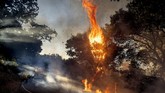 kebakaran california A wildfire burns along Canada Road near Gilroy, Calif., Sunday, July 5, 2020. (AP Photo/Noah Berger)