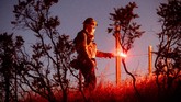 kebakaran california Firefighter Daniel Abarado lights a backfire while working to contain the Crews Fire from near Gilroy, Calif., on Sunday, July 5, 2020. (AP Photo/Noah Berger)