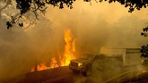 kebakaran california A livestock trailer drives along Canada Road as the Crews Fire burns near Gilroy, Calif., on Sunday, July 5, 2020. (AP Photo/Noah Berger)