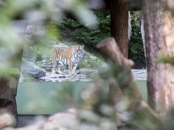 Harimau Tewaskan Penjaga Kebun Binatang, Begini Kesaksian Pengunjung