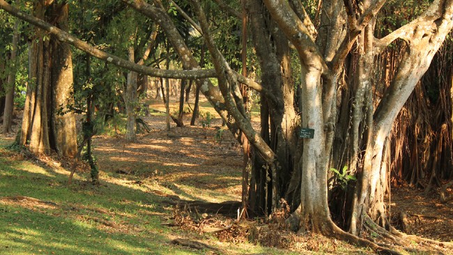 Empat kebun raya, termasuk Kebun Raya ITERA dan Indrokilo, jadi yang terbaik di tahun ini versi BRIN. Simak profilnya di sini.