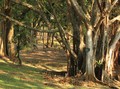 Kebun Raya Purwodadi Kembali Dibuka