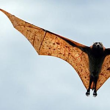 Ternyata, Kelelawar Sumber Virus Corona Jaga Jarak Saat Sakit