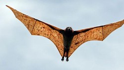 Ternyata, Kelelawar Sumber Virus Corona Jaga Jarak Saat Sakit