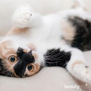 4 Rekomendasi Channel Youtube Bertemakan Dunia Kucing: Lucu-Lucu Banget!