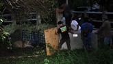 Mengembalikan Ida Petugas memindahkan harimau Sumatra liar sebelum proses lepasliar di Concervation Respomse Unit (CRU) Desa Naca, Trumon Tengah, Aceh Selatan, Provinsi Aceh.
