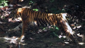 Antar Bekal ke Ranger Hutan, 4 Warga Aceh Diterkam Harimau