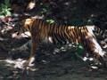 Harimau Muncul, Pendakian Gunung Sibayak Ditutup Sementara