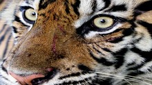 Harimau Sumatra Adang Ekskavator di Pasaman Barat