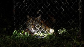 FOTO: Melepasliarkan Harimau Sumatra IDA ke Hutan Leuser Aceh