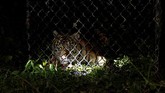 Mengembalikan Ida Harimau Sumatra liar yang diberi nama IDA berada di dalam kerangkeng di kawasan Conservation Respon Unit (CRU) Desa Naca, Trumon Tengah, Aceh Selatan, Provinsi Aceh.