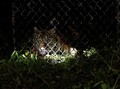 FOTO: Melepasliarkan Harimau Sumatra IDA ke Hutan Leuser Aceh
