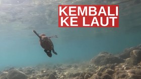 VIDEO: Ratusan Tukik Langka Kembali ke Laut