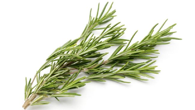 Fresh rosemary isolated on white background