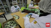Kalung Antivirus Corona Pengemasan hasil pengolahan minyak Eucalyptus menjadi sediaan serbuk berteknologi nano dari laboratorium nanoteknologi Balai Penelitian dan Pengembangan Kementrian Pertanian , Bogor , menjadi prototipe kalung aromaterapi bernama antivirus korona Eucalyptus , Selasa, 7 Juli 2020.
