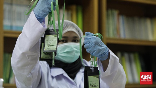 Pengemasan hasil pengolahan minyak Eucalyptus menjadi sediaan serbuk berteknologi nano dari laboratorium nanoteknologi Balai Penelitian dan Pengembangan Kementrian Pertanian , Bogor , menjadi prototipe kalung aromaterapi bernama antivirus korona Eucalyptus , Selasa, 7 Juli 2020.