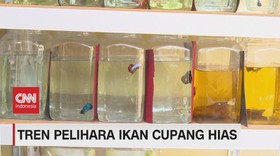 VIDEO: Tren Pelihara Ikan Cupang Mas