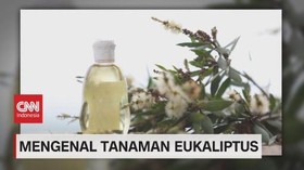 VIDEO: Mengenal Tanaman Eukaliptus