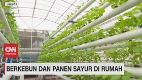 VIDEO: Berkebun & Panen Sayur di Rumah