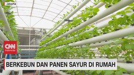VIDEO: Berkebun & Panen Sayur di Rumah