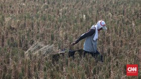 Food Estate Kalteng Dimulai Oktober 2020