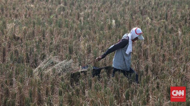 Food Estate Kalteng Dimulai Oktober 2020 Menteri PUPR Basuki Hadimuljono mengatakan proyek lumbung pangan (food estate) di Kalteng akan mulai dilakukan cocok tanam pada Oktober 2020.