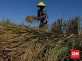 FOTO: Musim Panen Padi di Bekasi