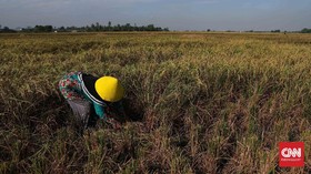 Food Estate Diklaim Mulai Panen 6,4 Ton Per Ha