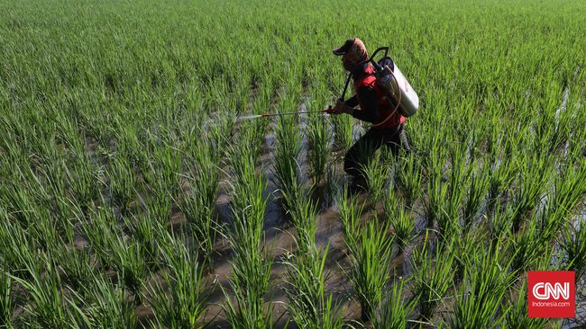 Bebas Rob Petani Cilacap Panen Padi Hasil Program Kementan