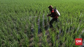 Bebas Rob, Petani Cilacap Panen Padi Hasil Program Kementan