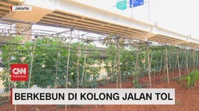 VIDEO: Berkebun Di Kolong Jalan Tol