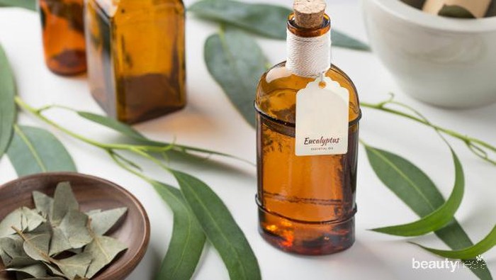 Viral Bisa Menangkal Virus Corona, Apa Sebenarnya Manfaat Eucalyptus?