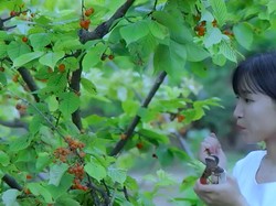 YouTuber Li Ziqi Menghilang, Diduga Ini Alasan Tak Unggah Video Lagi