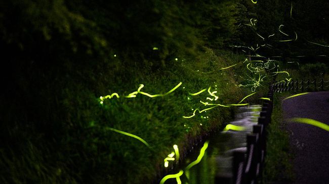 This long exposure picture taken on June 16, 2020 shows fireflies at Tatsuno Hotarudoyo Park in Tatsuno in Nagano Prefecture. - The Tatsuno Firefly Festival, held annually in mid-June, was cancelled this year due to the COVID-19 coronavirus outbreak. (Photo by Philip FONG / AFP) / TO GO WITH Japan-nature-animal-virus-health,FOCUS by Harumi OZAWA