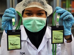 Puji Eucalyptus Kementan, IDI: Dorong Inovasi Penelitian yang Baik