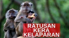 VIDEO: Ratusan Kera Cari Makan di Pemukiman Warga