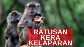 VIDEO: Ratusan Kera Cari Makan di Pemukiman Warga